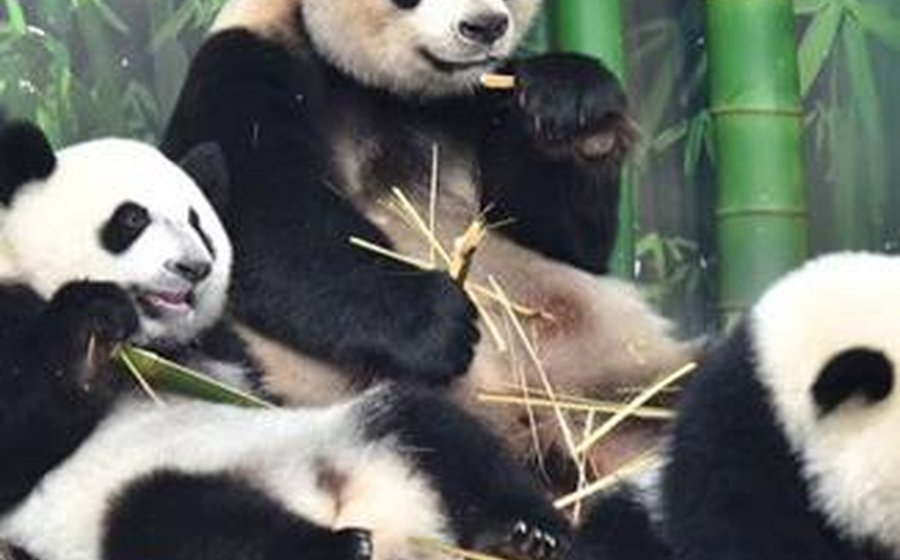 廣州長隆野生動物園．肇慶3天遊
